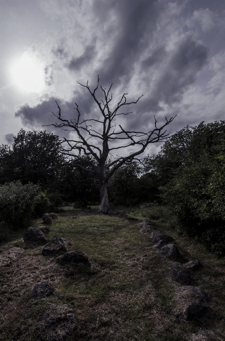 Landscape tree nature forest