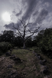 Landscape tree nature forest Photo