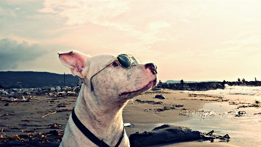 Foto Pantai laut pasir musim dingin