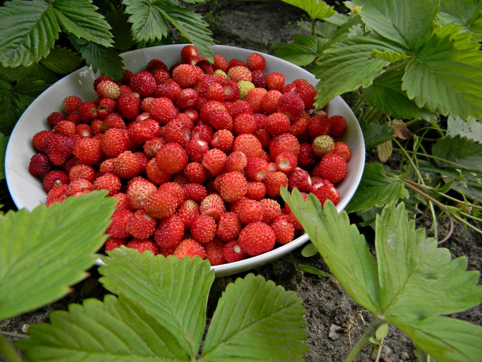 Planta fruta baya dulce