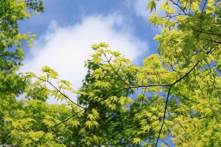 Tree nature branch blossom Photo