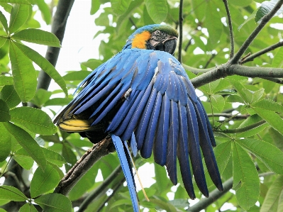 Branch bird wing wildlife Photo