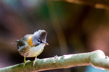 Foto Alam cabang burung margasatwa