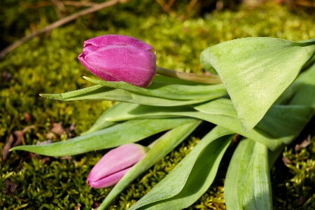 Nature blossom plant leaf Photo