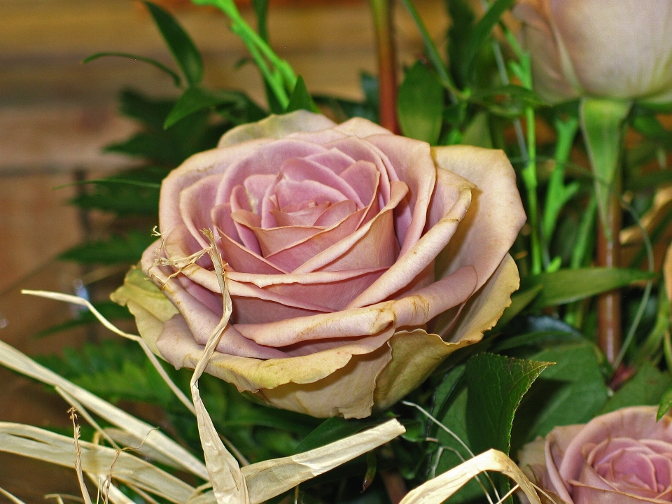 Plant flower petal celebration