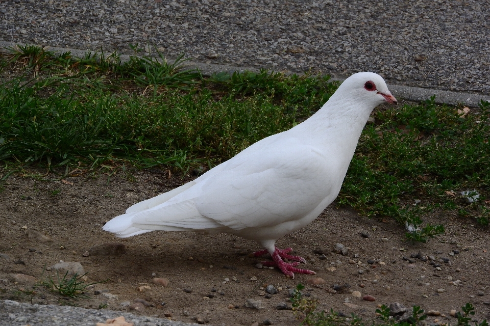 Burung sayap laut
 margasatwa