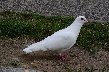 Photo Oiseau aile de mer
 faune