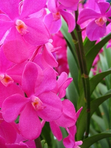 植物 花 花弁 植物学
 写真