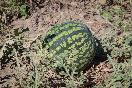 Plant ground berry leaf Photo