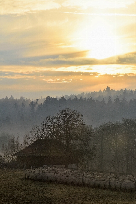 Landscape tree nature forest