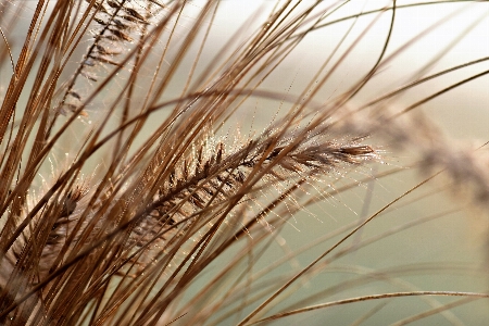 Landscape nature grass branch Photo