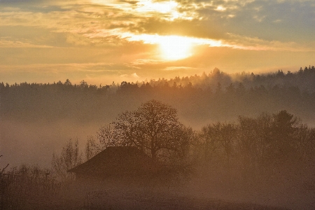 Landscape tree nature forest Photo