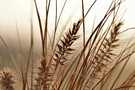 Landscape nature grass branch Photo