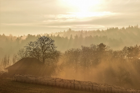 Landscape tree nature forest Photo