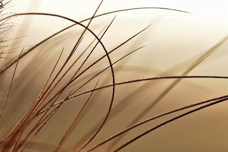 Landscape nature grass sand Photo