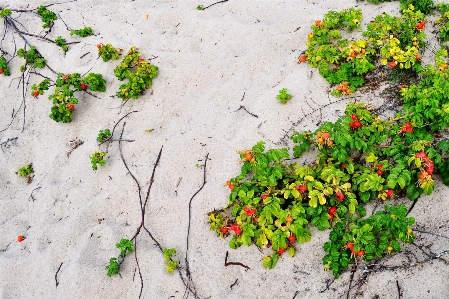 Foto Pantai pohon alam pasir