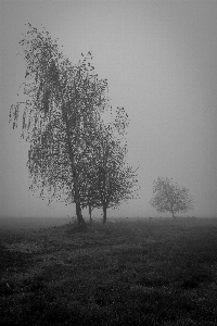 Foto Pohon alam rumput cabang