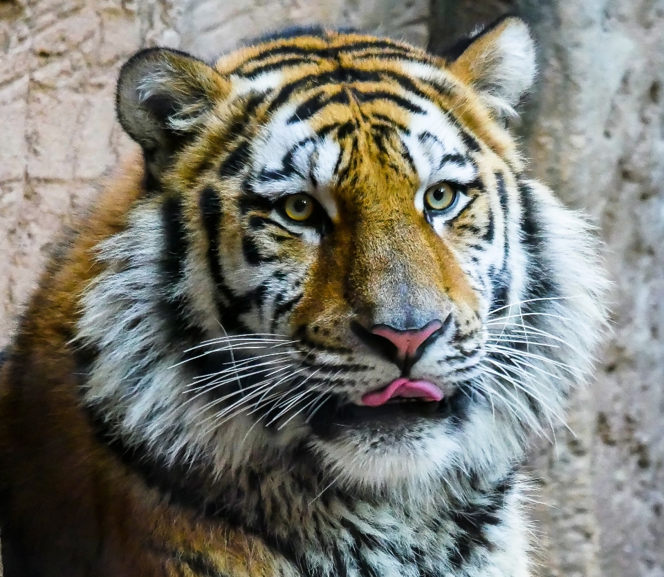 時計 意見 動物 野生動物