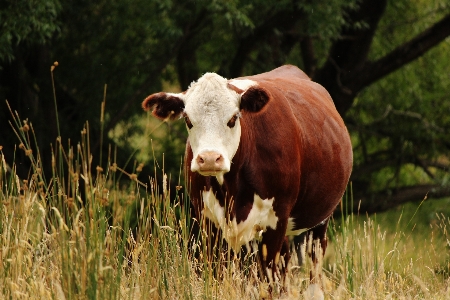 Nature grass field farm Photo