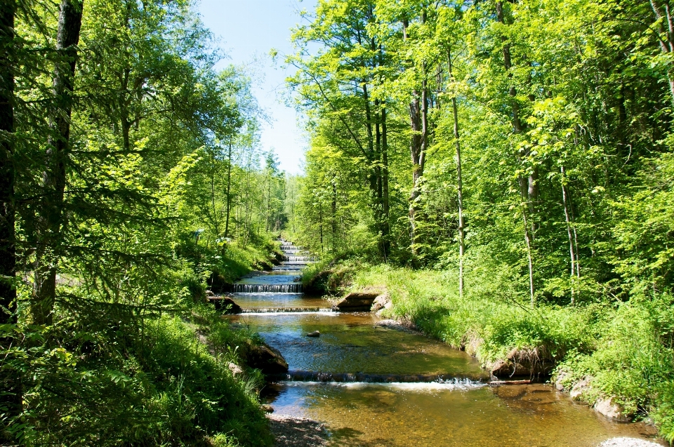 Pohon air alam hutan