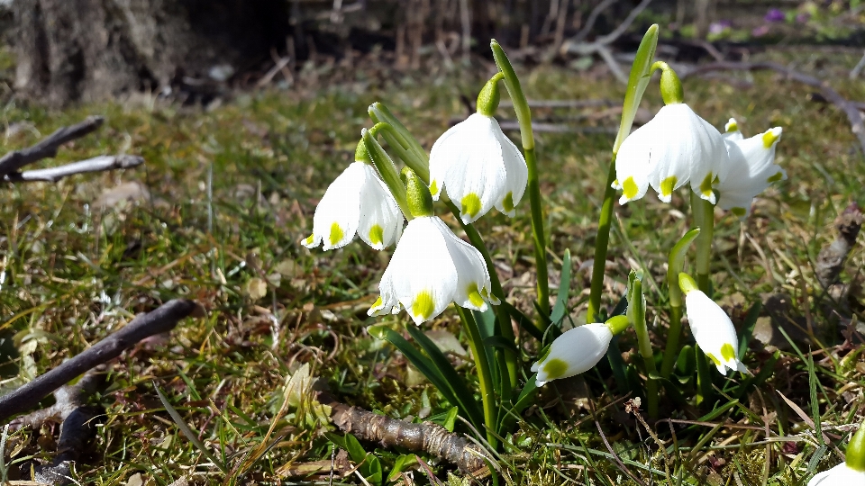 Natur anlage weiss blume