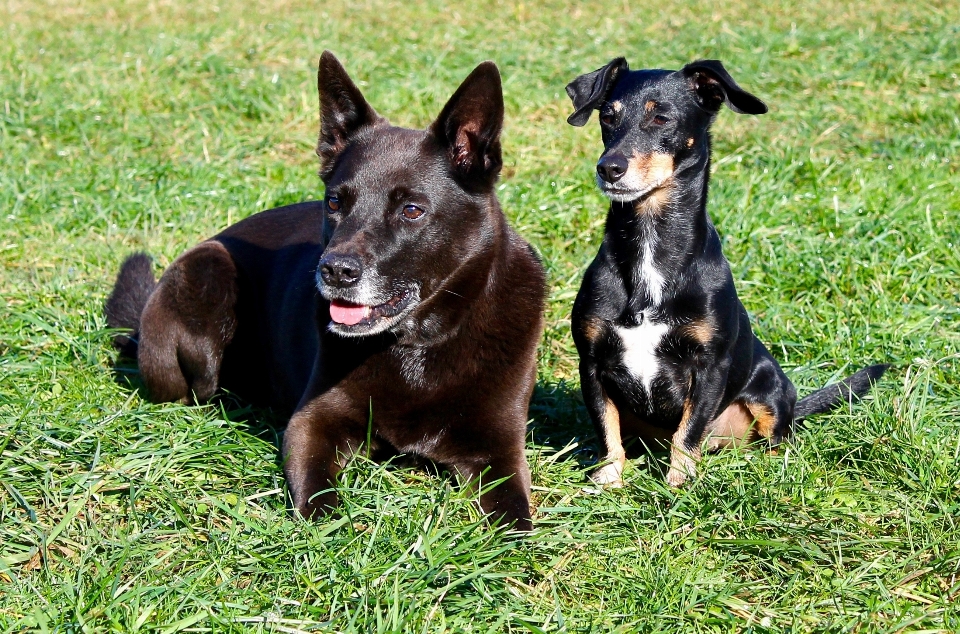 Gras wiese
 hund säugetier