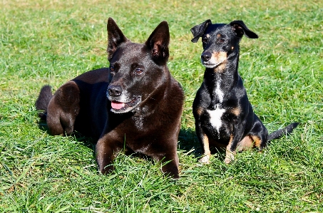 Grass meadow dog mammal Photo