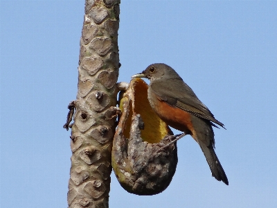 Foto Cabang burung sayap margasatwa