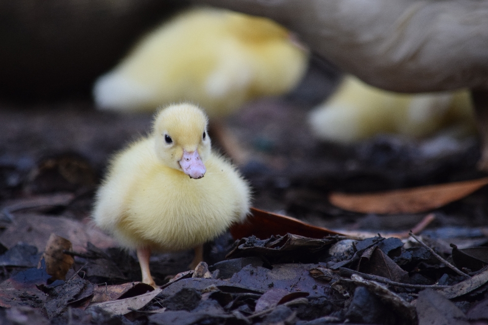 Bird cute wildlife beak