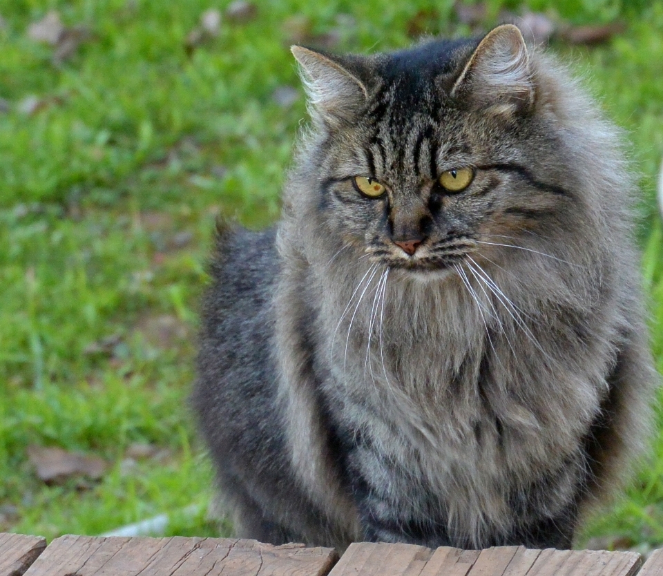 домашний питомец кот кошачий млекопитающее