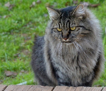 Photo Animal de compagnie chat félin mammifère