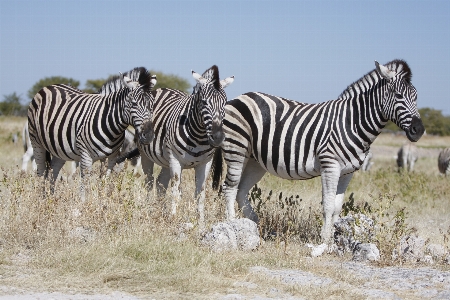 Foto Natura selvaggia
 animali selvatici selvaggio