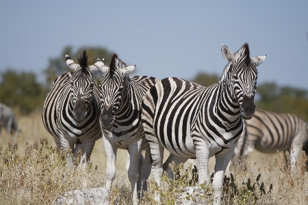 Foto Natura selvaggia
 avventura animali selvatici