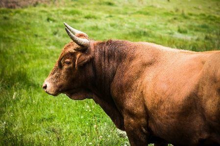 Nature grass field farm Photo