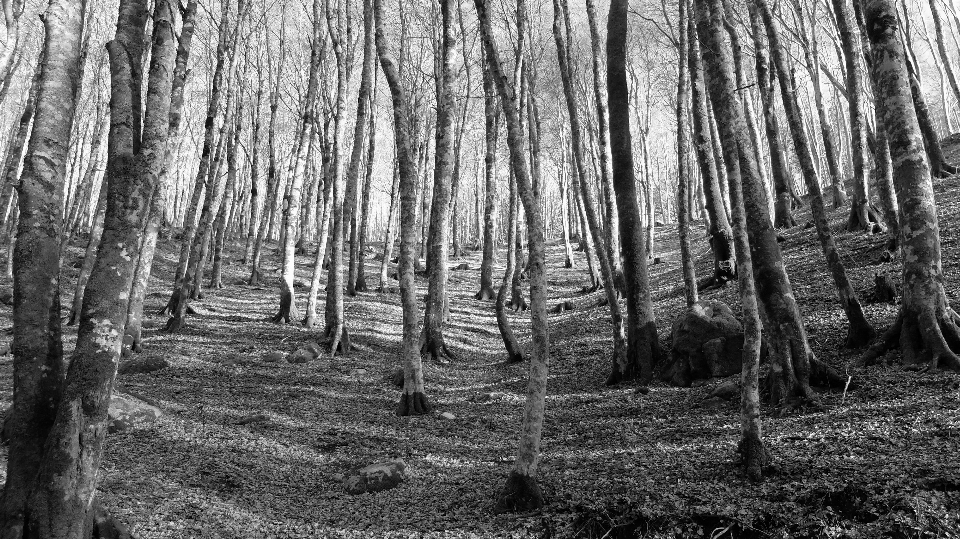 Landscape tree nature forest