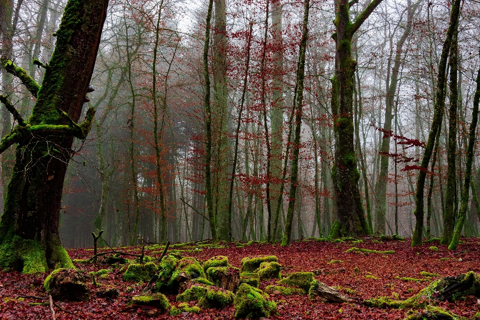 Landscape tree nature forest