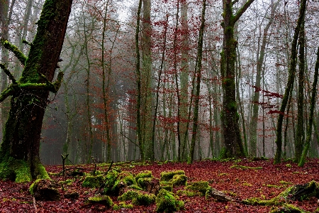 Landscape tree nature forest Photo