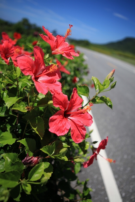 Natura fiore pianta strada