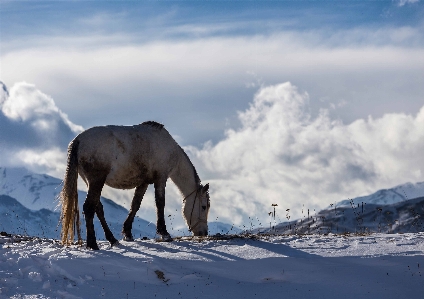 景观 山 雪 冬天 照片