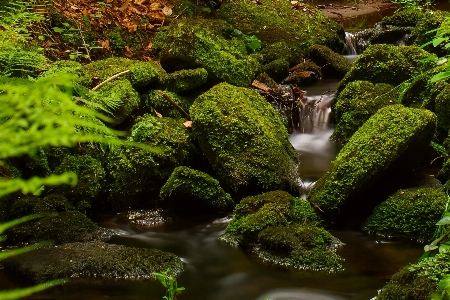 Tree forest rock waterfall Photo