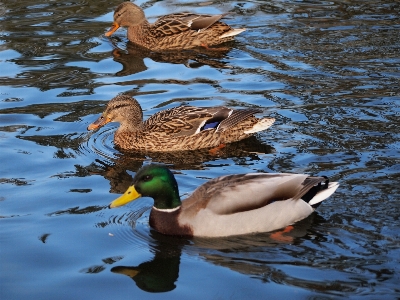 Water nature bird wing Photo