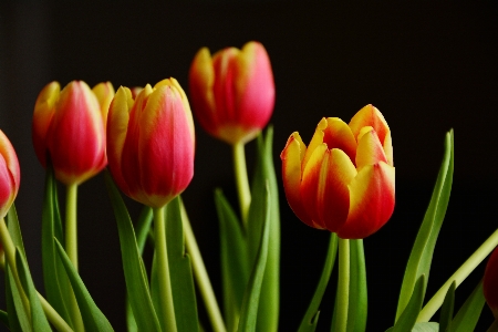 Blossom plant flower petal Photo