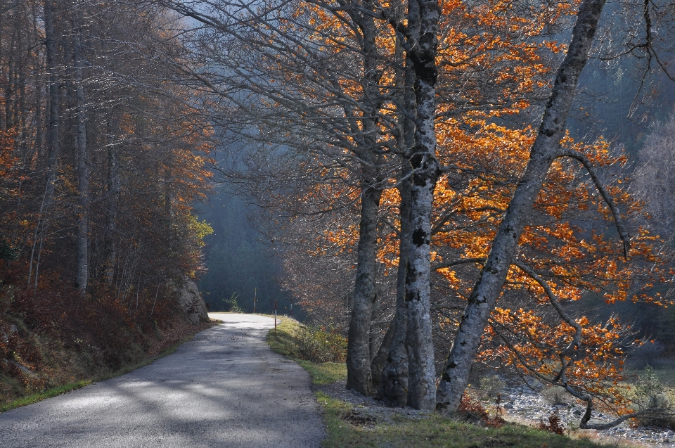 Landschaft baum natur wald