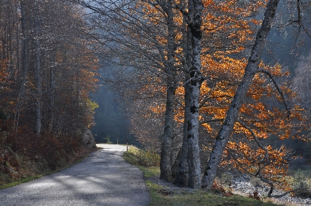 Landscape tree nature forest Photo