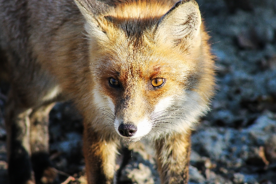 Faune mammifère renard prédateur