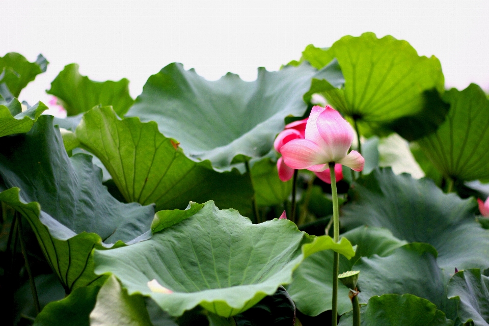 植物 葉 花 花弁