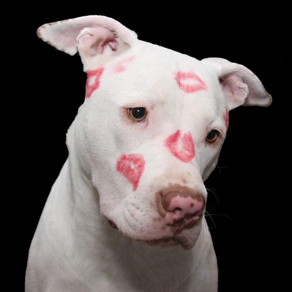 White puppy dog cute