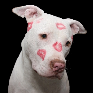 White puppy dog cute Photo