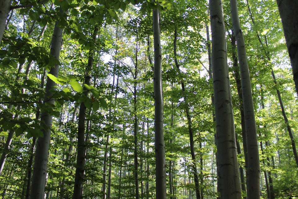 Landscape tree nature forest