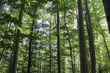 Landscape tree nature forest Photo